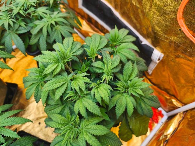 Calypso Sunrock, Elementz ➡️Anesia seeds. Week 5 - Elementz 