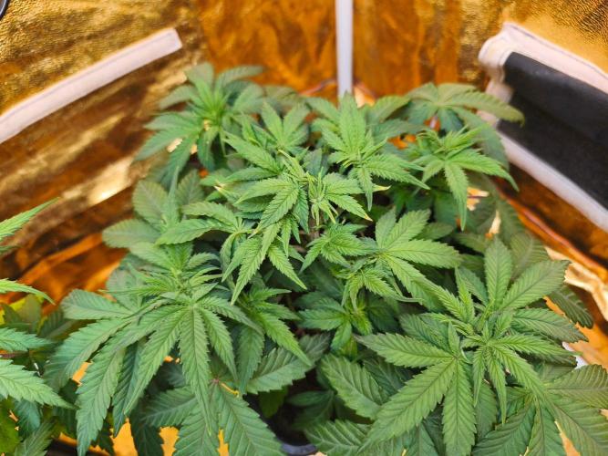 Calypso Sunrock, Elementz ➡️Anesia seeds. Week 5 - Frozen Black cherry 