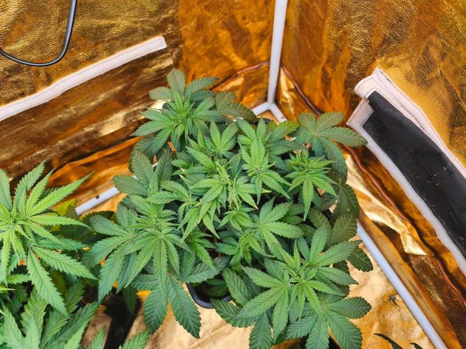 Calypso Sunrock, Elementz ➡️Anesia seeds. Week 5 - Frozen Black cherry 