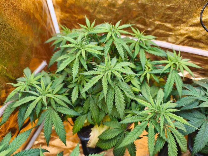 Calypso Sunrock, Elementz ➡️Anesia seeds. Week 5 - Calypso sunrock #1 