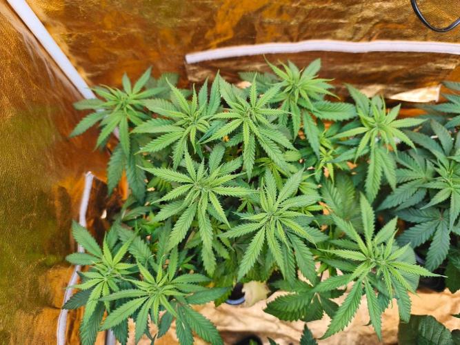 Calypso Sunrock, Elementz ➡️Anesia seeds. Week 5 - Calypso sunrock #1