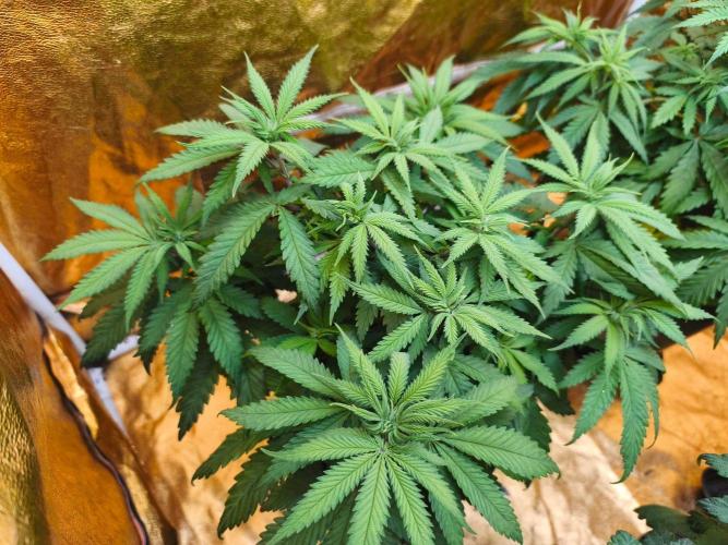 Calypso Sunrock, Elementz ➡️Anesia seeds. Week 5 - Calypso sunrock #2