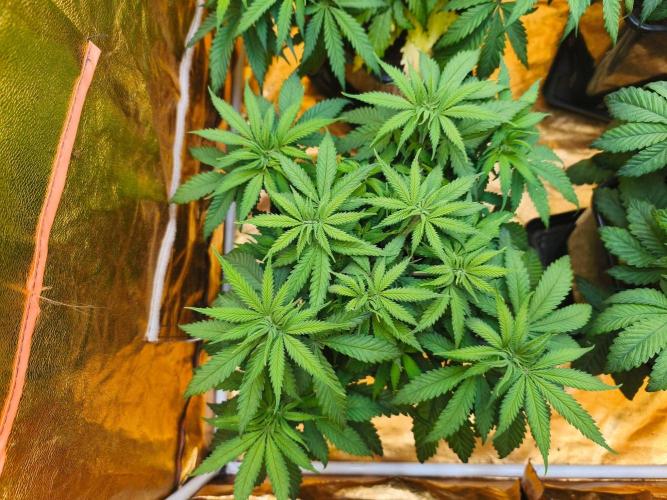 Calypso Sunrock, Elementz ➡️Anesia seeds. Week 5 - Calypso sunrock #2