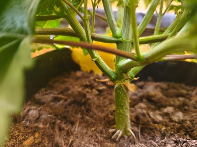 Calypso Sunrock, Elementz ➡️Anesia seeds. Week 5 - Elementz 