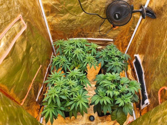 Calypso Sunrock, Elementz ➡️Anesia seeds. Week 5 - All