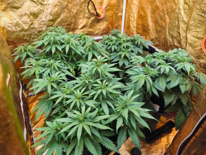 Calypso Sunrock, Elementz ➡️Anesia seeds. Week 6 - Vše 