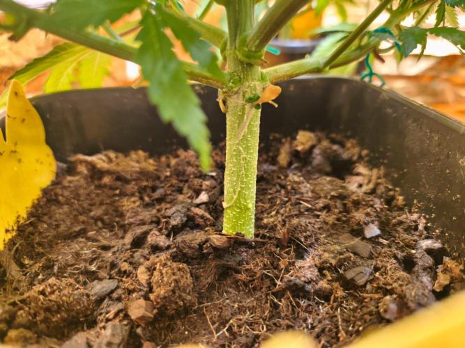Calypso Sunrock, Elementz ➡️Anesia seeds. Week 6 - Calypso sunrock #1