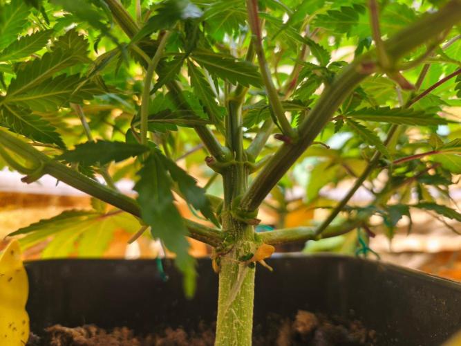 Calypso Sunrock, Elementz ➡️Anesia seeds. Week 6 - Calypso sunrock #1