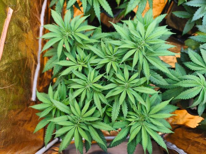 Calypso Sunrock, Elementz ➡️Anesia seeds. Week 6 - Calypso sunrock #1