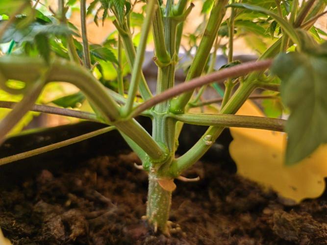 Calypso Sunrock, Elementz ➡️Anesia seeds. Week 6 - Elementz 