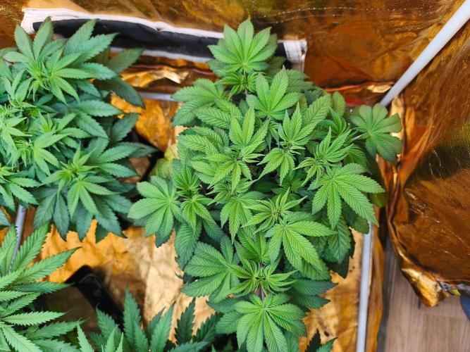 Calypso Sunrock, Elementz ➡️Anesia seeds. Week 6 - Elementz 