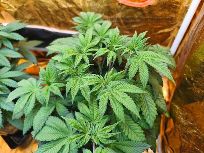 Calypso Sunrock, Elementz ➡️Anesia seeds. Week 6 - Elementz 