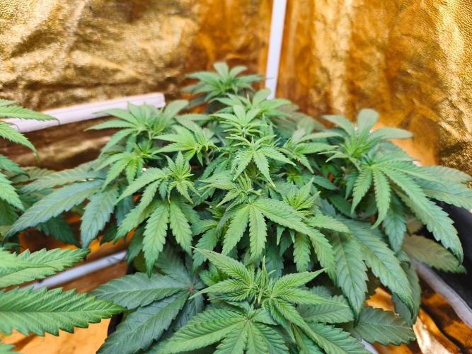 Calypso Sunrock, Elementz ➡️Anesia seeds. Week 6 - Frozen Black cherry 