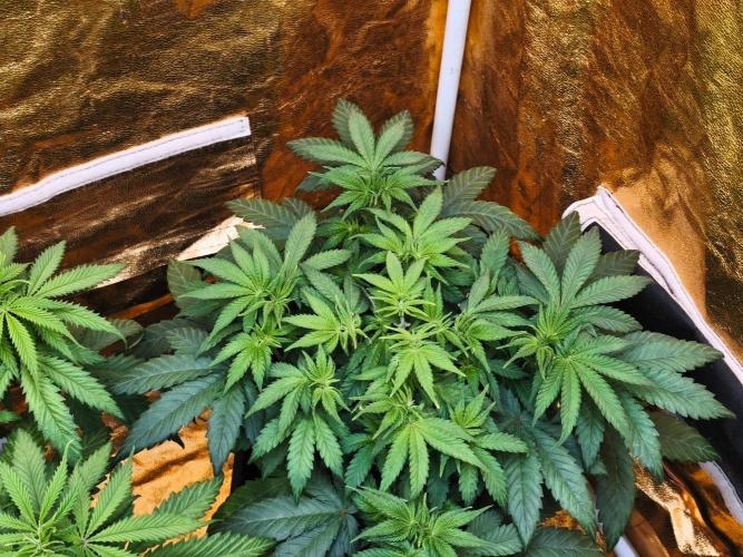 Calypso Sunrock, Elementz ➡️Anesia seeds. Week 6 - Frozen Black cherry 