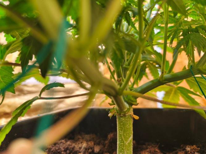 Calypso Sunrock, Elementz ➡️Anesia seeds. Week 6 - Frozen Black cherry 