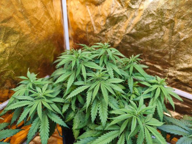 Calypso Sunrock, Elementz ➡️Anesia seeds. Week 6 - Calypso sunrock #2