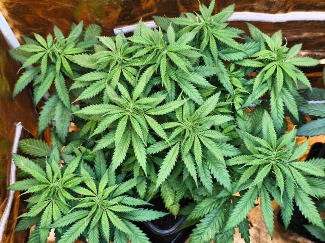 Calypso Sunrock, Elementz ➡️Anesia seeds. Week 6 - Calypso sunrock #2