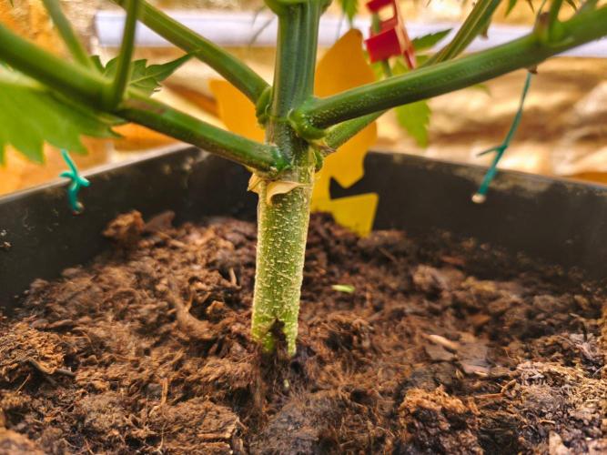 Calypso Sunrock, Elementz ➡️Anesia seeds. Week 6 - Calypso sunrock #2