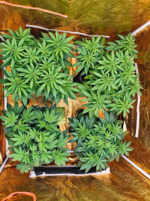 Calypso Sunrock, Elementz ➡️Anesia seeds. Week 6 - Vše 