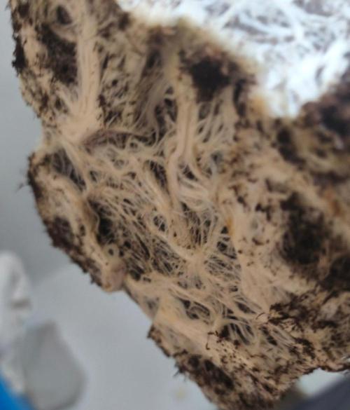 Calypso Sunrock, Elementz ➡️Anesia seeds. Week 6 -  ? Kořeny 