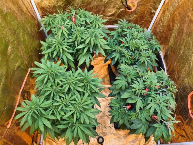 Calypso Sunrock, Elementz ➡️Anesia seeds. Week 7 - 13 days flowering.