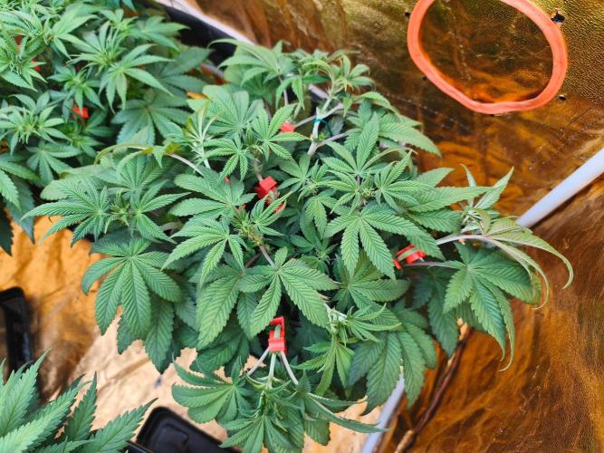 Calypso Sunrock, Elementz ➡️Anesia seeds. Week 7 - Elementz 