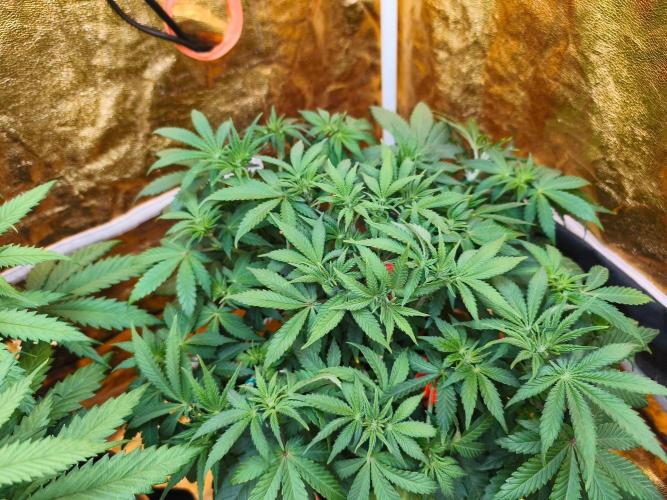 Calypso Sunrock, Elementz ➡️Anesia seeds. Week 7 - Frozen Black cherry 
