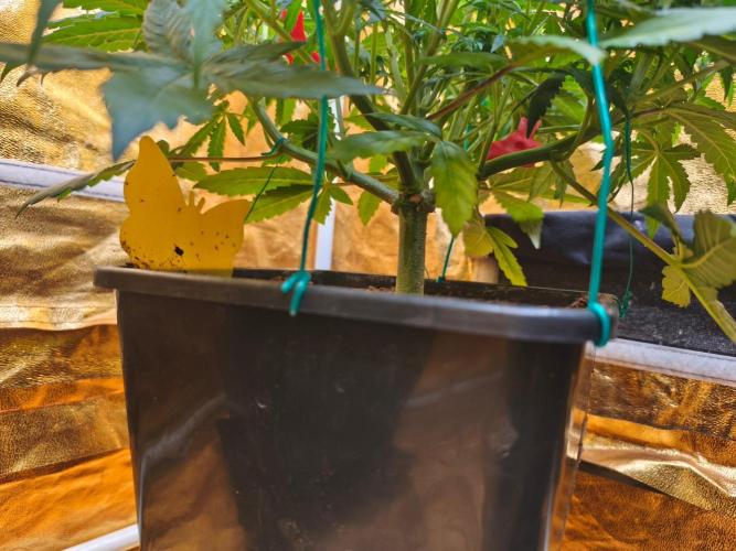 Calypso Sunrock, Elementz ➡️Anesia seeds. Week 7 - Frozen Black cherry 
