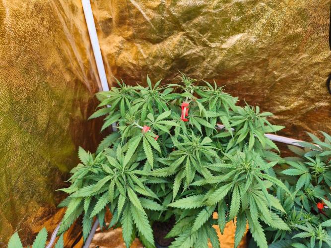 Calypso Sunrock, Elementz ➡️Anesia seeds. Week 7 - Calypso Sunrock #1