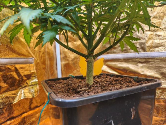 Calypso Sunrock, Elementz ➡️Anesia seeds. Week 7 - Calypso Sunrock #1