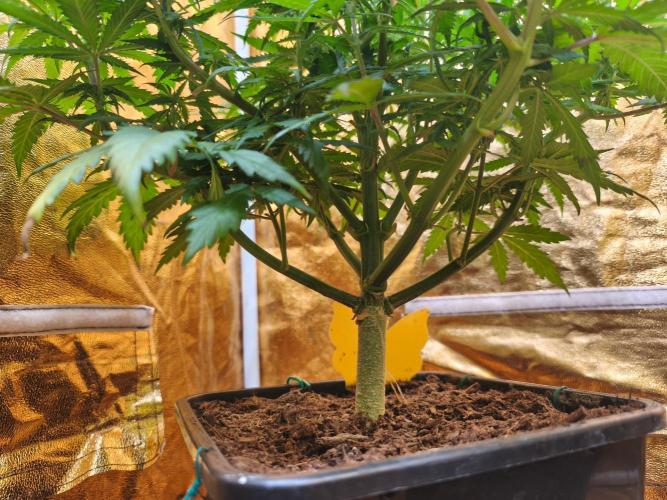 Calypso Sunrock, Elementz ➡️Anesia seeds. Week 7 - Calypso Sunrock #1