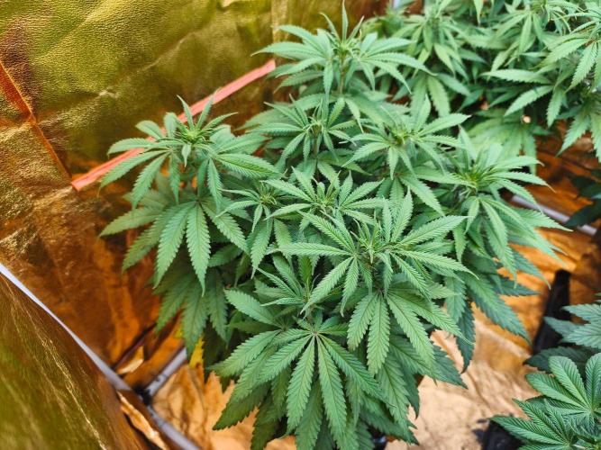 Calypso Sunrock, Elementz ➡️Anesia seeds. Week 7 - Calypso Sunrock #2