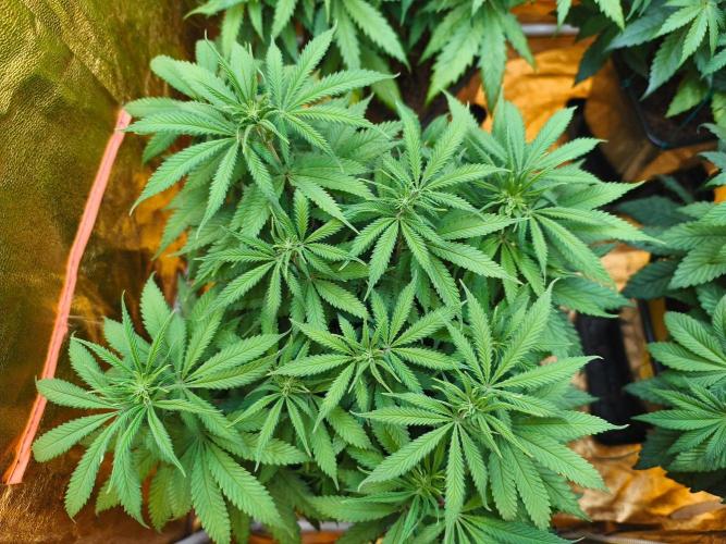 Calypso Sunrock, Elementz ➡️Anesia seeds. Week 7 - Calypso Sunrock #2
