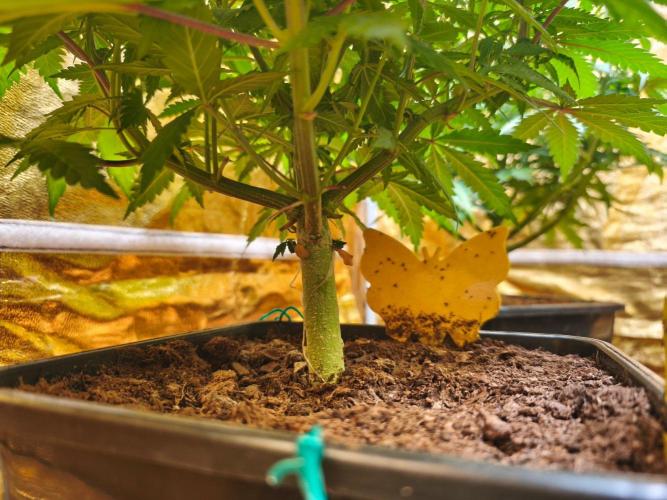 Calypso Sunrock, Elementz ➡️Anesia seeds. Week 7 - Calypso Sunrock #2