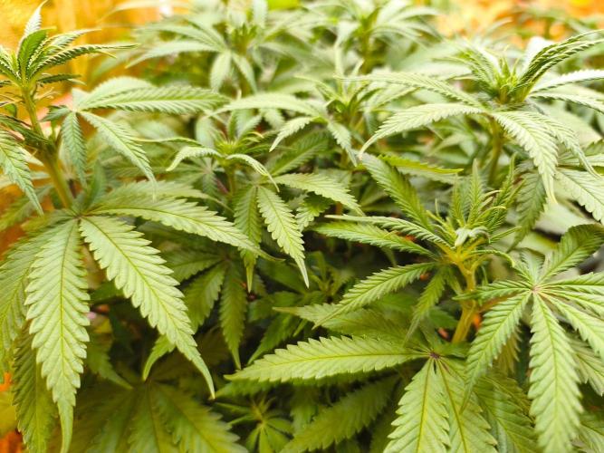 Calypso Sunrock, Elementz ➡️Anesia seeds. Week 7 - Calypso Sunrock #2
