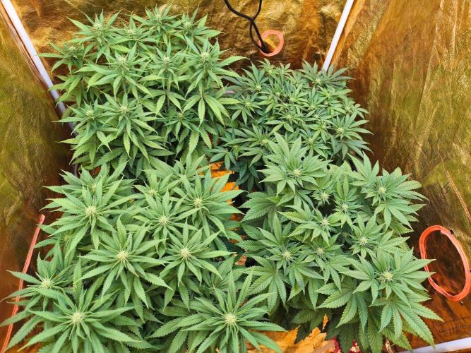 Calypso Sunrock, Elementz ➡️Anesia seeds. Week 8 - All