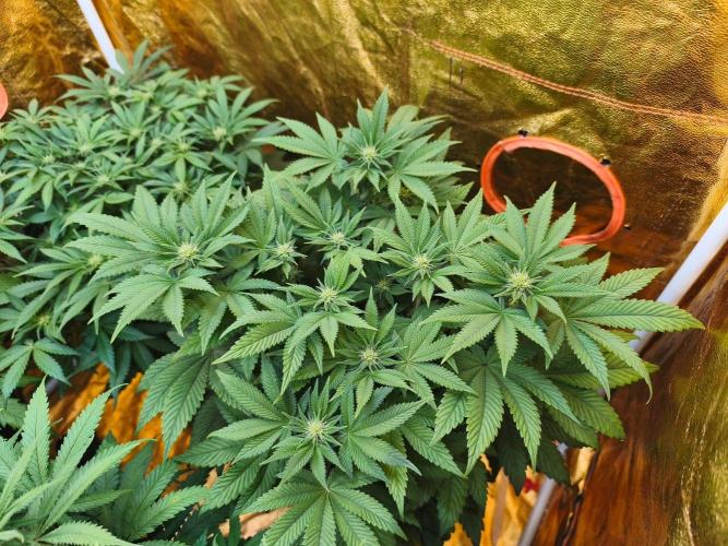 Calypso Sunrock, Elementz ➡️Anesia seeds. Week 8 - Elementz 