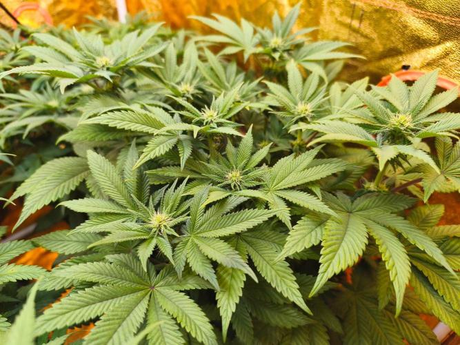 Calypso Sunrock, Elementz ➡️Anesia seeds. Week 8 - Elementz 