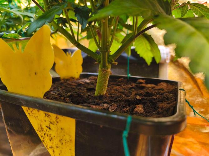 Calypso Sunrock, Elementz ➡️Anesia seeds. Week 8 - Elementz 
