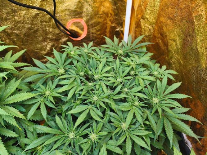 Calypso Sunrock, Elementz ➡️Anesia seeds. Week 8 - Frozen Black cherry 