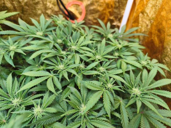 Calypso Sunrock, Elementz ➡️Anesia seeds. Week 8 - Frozen Black cherry 