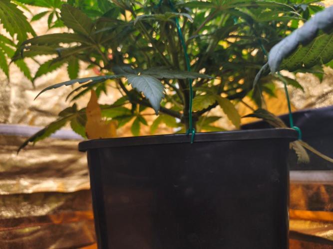 Calypso Sunrock, Elementz ➡️Anesia seeds. Week 8 - Frozen Black cherry 