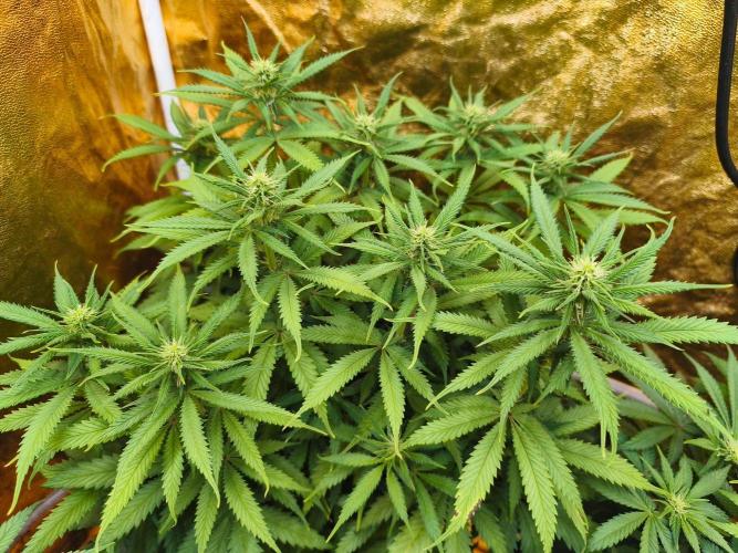 Calypso Sunrock, Elementz ➡️Anesia seeds. Week 8 - Calypso sunrock #1