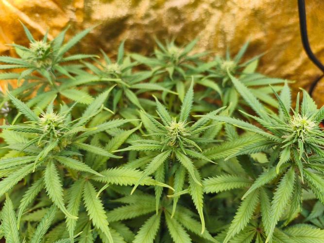 Calypso Sunrock, Elementz ➡️Anesia seeds. Week 8 - Calypso Sunrock #1