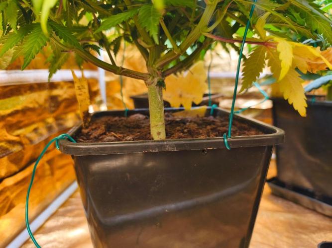Calypso Sunrock, Elementz ➡️Anesia seeds. Week 8 - Calypso Sunrock #2