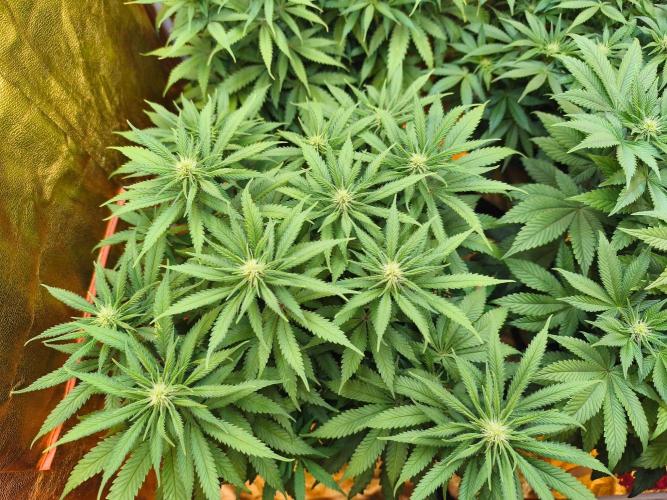 Calypso Sunrock, Elementz ➡️Anesia seeds. Week 8 - Calypso Sunrock #2