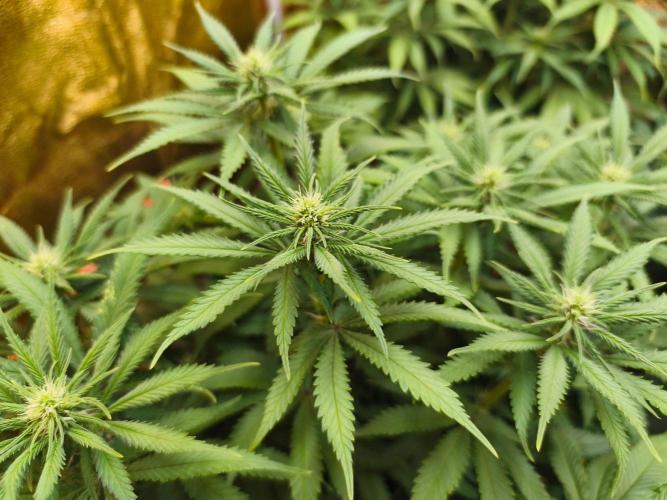 Calypso Sunrock, Elementz ➡️Anesia seeds. Week 8 - Calypso Sunrock #2