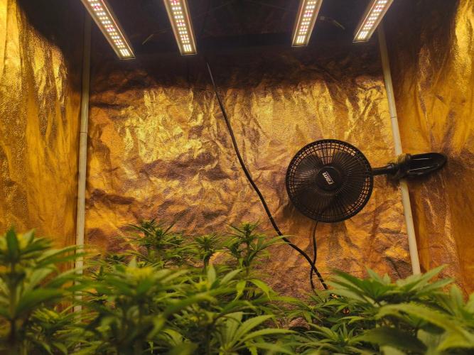 Calypso Sunrock, Elementz ➡️Anesia seeds. Week 8