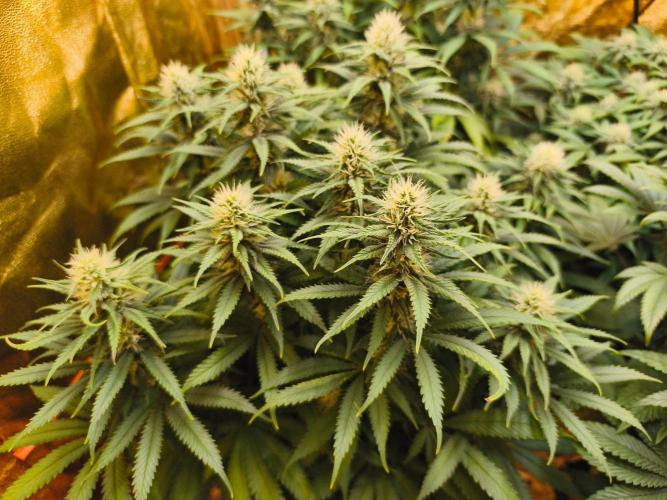 Calypso Sunrock, Elementz ➡️Anesia seeds. Week 10 - Calypso Sunrock #2