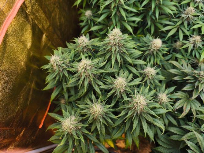 Calypso Sunrock, Elementz ➡️Anesia seeds. Week 11 - Calypso Sunrock #2